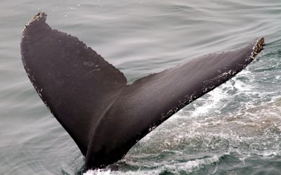 Whales