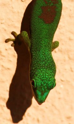 IMG_0155a.JPG
