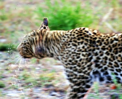 IMG_2889a.JPG