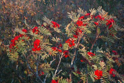 Campobello - Red berries.JPG