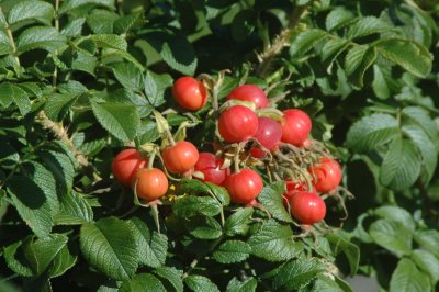 Campobello - Rose Hips.JPG