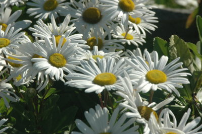 Daisies at Boothbay Harbor.JPG