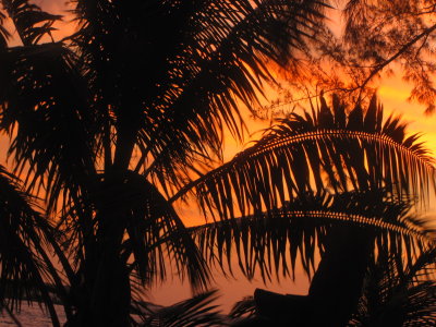 I love the holes in the palm fronds