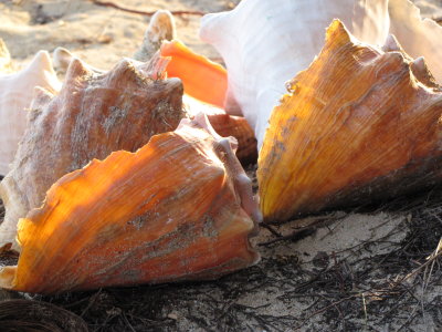Conch shells