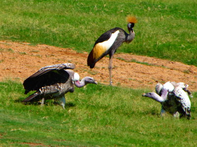 phoenix_zoo_sep2012