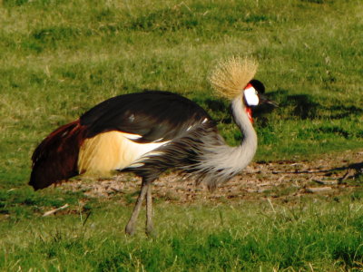 Canon 175.jpg