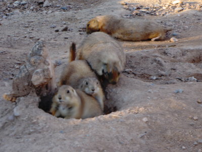 phoenix_zoo_sep2012