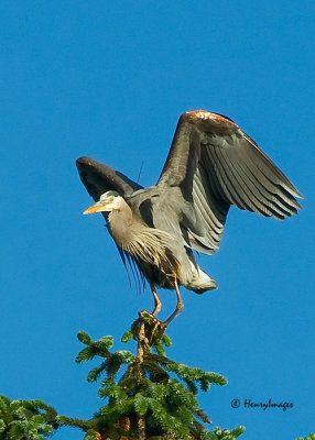 Great Blue Heron at Rookery