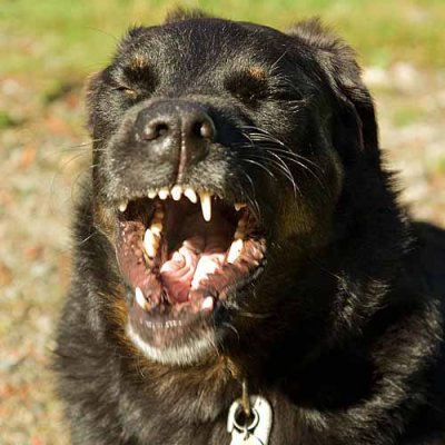 HENRYIMAGES, PET PHOTOGRAPHY by Brent Henry
