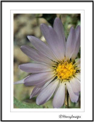 Desert Wildflower