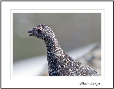 White-tailed Ptarmigan