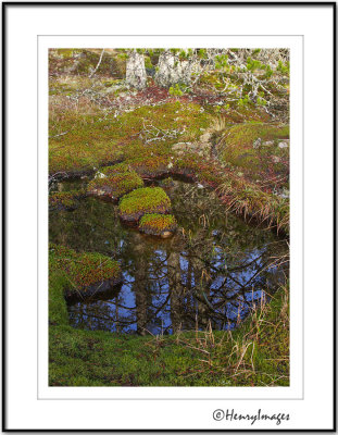 Pond Reflections (2)