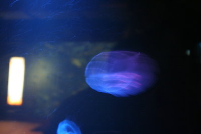 IMG_4452_1.jpg