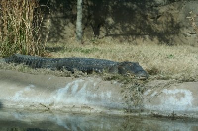 IMG_4462_1.jpg
