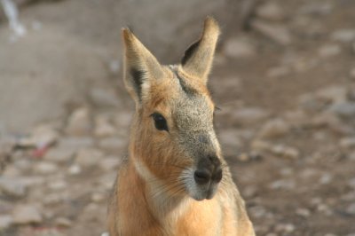 IMG_4486_1.jpg