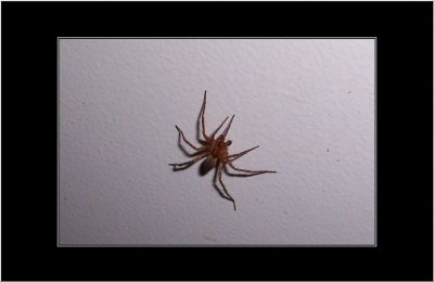 Spider at the Door