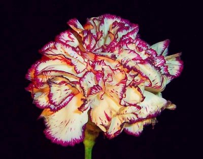 Carnation