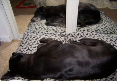 New Year's Day Dog Dream