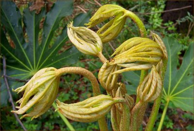 Fatsia Mudra