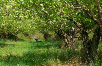 Old Apple Orchard April 2009