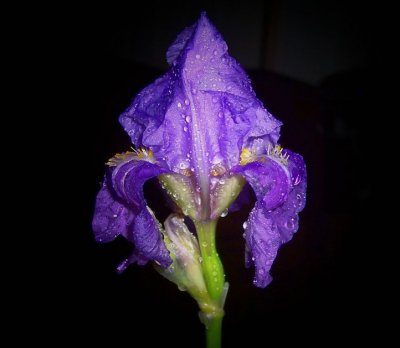 Night Rain Bud