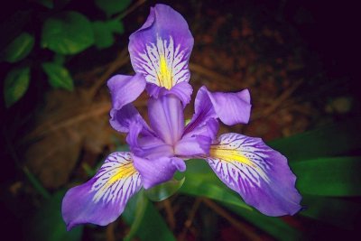 Wild Iris 09