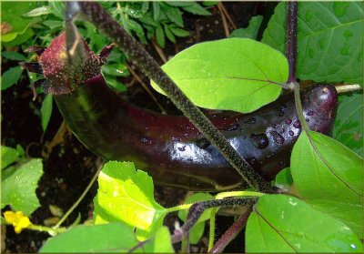 Japanese Eggplant