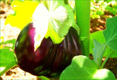 Eggplant Black Beauty 2