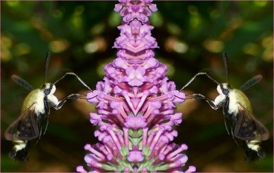 g1/79/738779/3/114578667.AthzpSnG.jpg