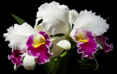 Orchid