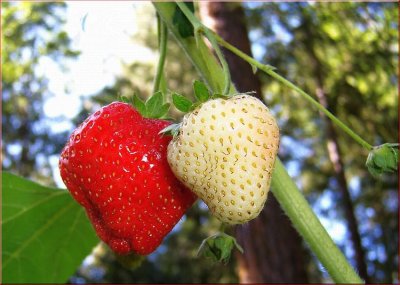 Garden Berries 