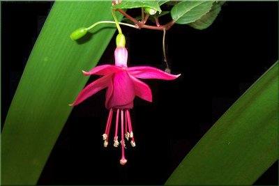 Fuchsia