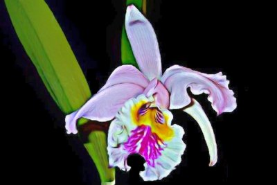 Mossiae