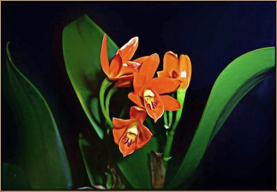 Aurantiaca