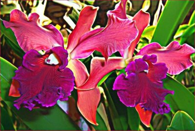 Hawaiian Rusty