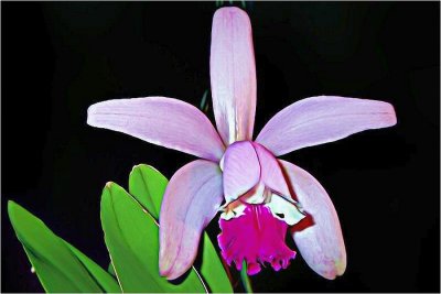 Sanguinea Intermedia