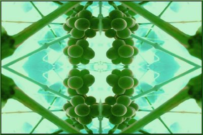 Grapesymetrics 2