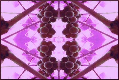Grapesymetrics 3