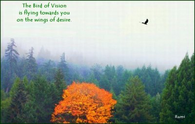 Bird of Vision