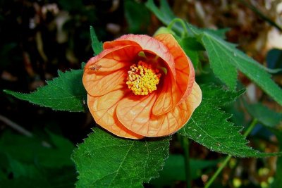 Abutilon