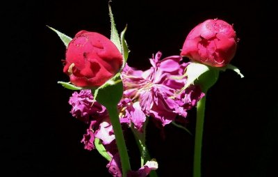 g1/79/738779/3/76816796.59o8KjXO.jpg