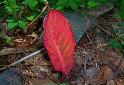 Return of the Red Leaf