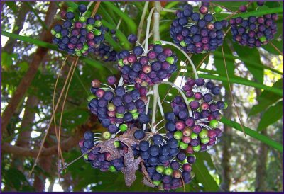 Fatsia Berries
