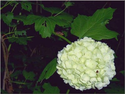 Tree Frog Sneaks Up on Pee Wee Hydrangea