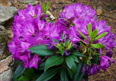 Purple Passion 3