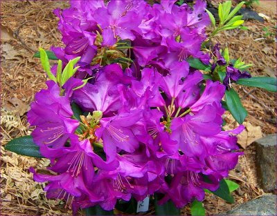 Purple Passion 4