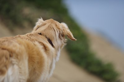looking_back.jpg