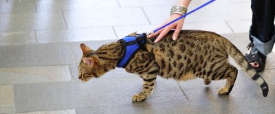 One Rare Cat!