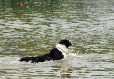 2008 Non-Newf Water Test