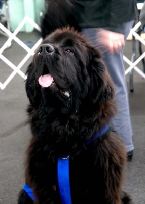 Jagger Ialungo shows off his new harness